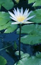 Water lily blooming in a pond, close-up view Royalty Free Stock Photo