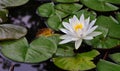 Water lily blooming in a quiet lake Royalty Free Stock Photo