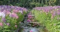 Water lily blooming season with beautiful purple flowers