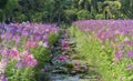 Water lily blooming season with beautiful purple flowers