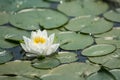 Water lily Royalty Free Stock Photo