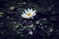 Water lily