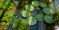 Water lily Botanical Garden, Padua, Italy Royalty Free Stock Photo