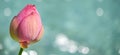 Water lily bud in the lake Royalty Free Stock Photo