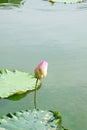 Water lily bud Royalty Free Stock Photo