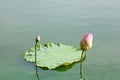 Water lily bud Royalty Free Stock Photo