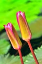 Water lily buds