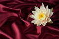 Water lily on burgundy satin Royalty Free Stock Photo