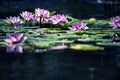 Water lily