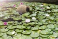 Water lily and clay pot in the pond, garden decoration Royalty Free Stock Photo