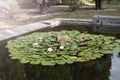 Water lily and clay pot in the pond, garden decoration Royalty Free Stock Photo