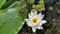 Water lily close up in the Danube Delta Royalty Free Stock Photo