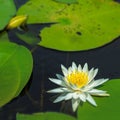 Water lily Royalty Free Stock Photo