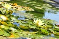 Water-lily. Close-up view. Royalty Free Stock Photo