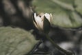 Water lily closed bud. Royalty Free Stock Photo