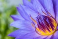 Water lily closeup Royalty Free Stock Photo
