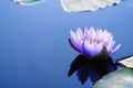 Water lily with copyspace