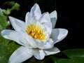 Water lily in the Danube delta, Tulcea, Romania Royalty Free Stock Photo