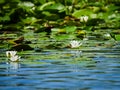 Water lily in the Danube delta, Tulcea, Romania Royalty Free Stock Photo