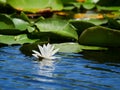 Water lily in the Danube delta, Tulcea, Romania Royalty Free Stock Photo