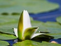 Water lily in the Danube delta, Tulcea, Romania Royalty Free Stock Photo