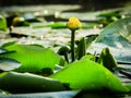 Water lily in the Danube delta, Tulcea, Romania Royalty Free Stock Photo