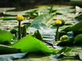 Water lily in the Danube delta, Tulcea, Romania Royalty Free Stock Photo