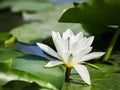 Water lily in the Danube delta, Tulcea, Romania Royalty Free Stock Photo