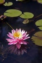 Water lily on the dark of the lake