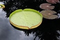 A water lily displayed in a botanical garden Royalty Free Stock Photo