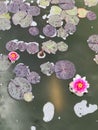 Flourishing pink water lily and leafs in a pond