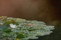 Water lily field with a white flower of a water lily, with intentional sunspots and overexposure in backlighting Royalty Free Stock Photo