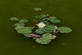 Water lily fish pond Royalty Free Stock Photo