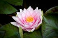 Water Lily flower Royalty Free Stock Photo