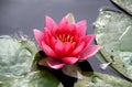 Water lilly Royalty Free Stock Photo