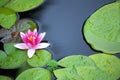 Water Lily flower Royalty Free Stock Photo