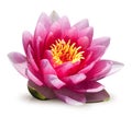 Water lily flower Royalty Free Stock Photo