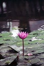 Water lily flower in autumn lake