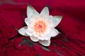 A water lily flower on a background of red painted wood. Asian white flower close up Royalty Free Stock Photo