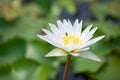 White water lily flower in pool Royalty Free Stock Photo