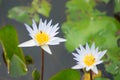 White water lily flower in pool Royalty Free Stock Photo