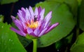 Water lily blooming and insect Royalty Free Stock Photo