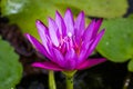 Water lily blooming and insect Royalty Free Stock Photo