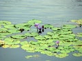 Water lily flower in the Boga Lake of the hilly area of Bandarban, Bangladesh Royalty Free Stock Photo