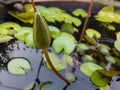 Water lily flower bud on the pond Royalty Free Stock Photo