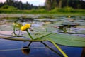 Water lily flower on a calm smooth surface of a quiet small river surrounded by forest. Beautiful typical authentic landscape of Royalty Free Stock Photo