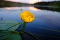 Water lily flower on a calm smooth surface of a quiet small river surrounded by forest. Beautiful typical authentic landscape of Royalty Free Stock Photo