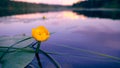 Water lily flower on a calm smooth surface of a quiet small river surrounded by forest. Beautiful typical authentic landscape of Royalty Free Stock Photo