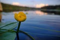Water lily flower on a calm smooth surface of a quiet small river surrounded by forest. Beautiful typical authentic landscape of Royalty Free Stock Photo