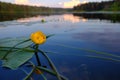 Water lily flower on a calm smooth surface of a quiet small river surrounded by forest. Beautiful typical authentic landscape of Royalty Free Stock Photo